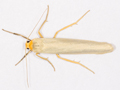 Hoary Footman